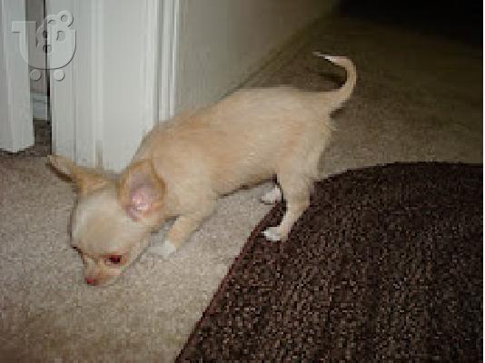 register chihuahua  puppies for 300€